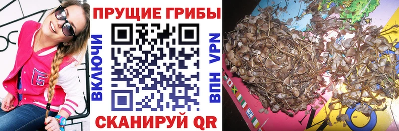Галлюциногенные грибы мухоморы  как найти   Пионерский 